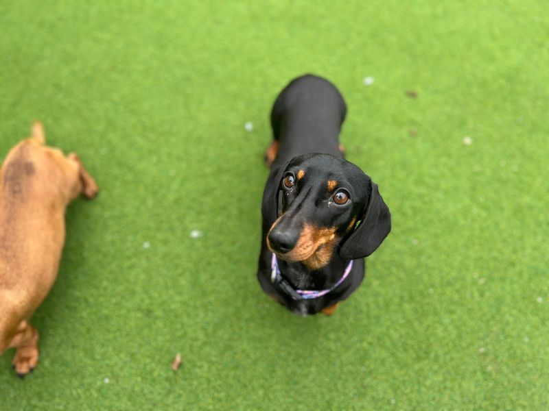 Shauna - Image 5 of 5