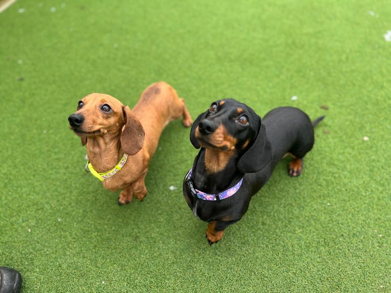 Dachshund for adoption in Cardiff, Glamorgan – 9 years old