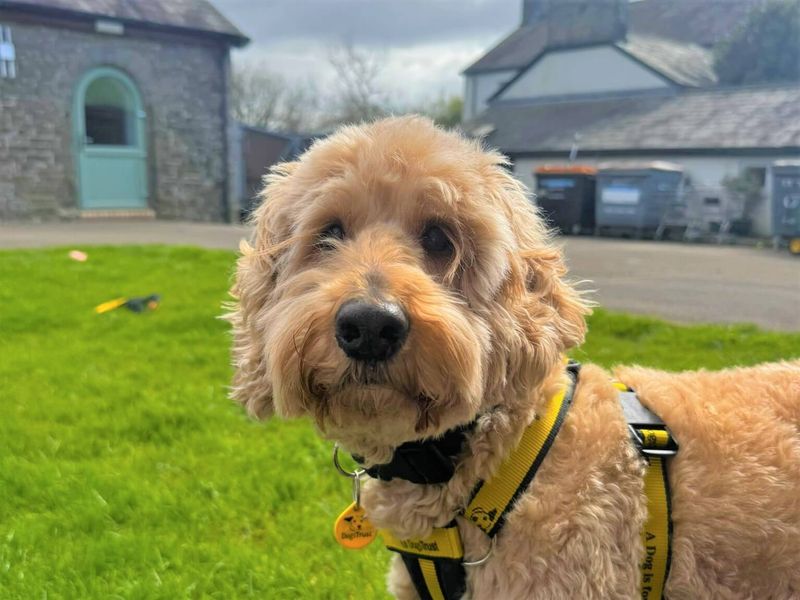 Max | Poodle (Toy) Cross | Bridgend (Wales) - 1