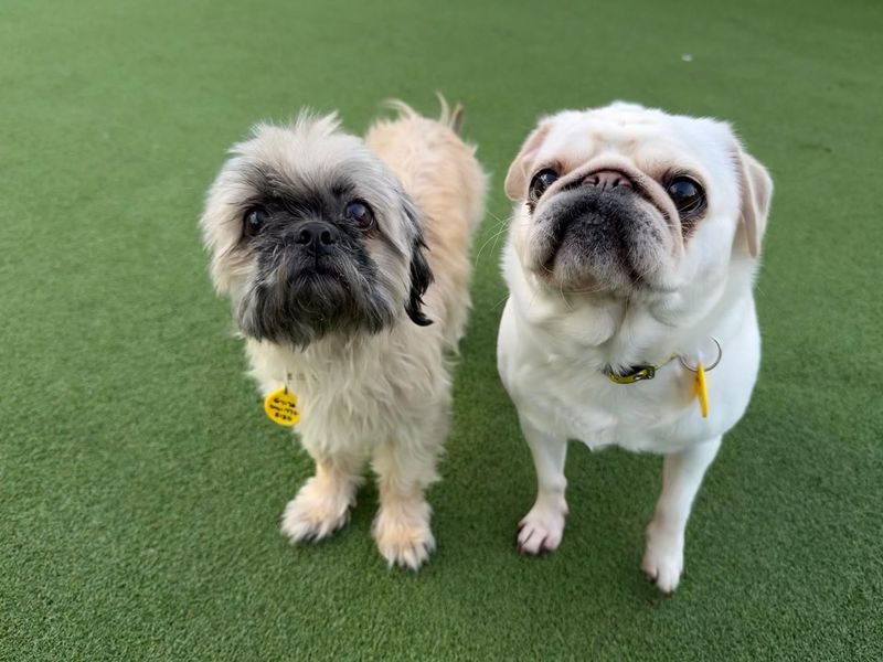 Teddy, a 6 years old female Shih Tzu available for adoption from Dogs Trust in Glasgow, Scotland