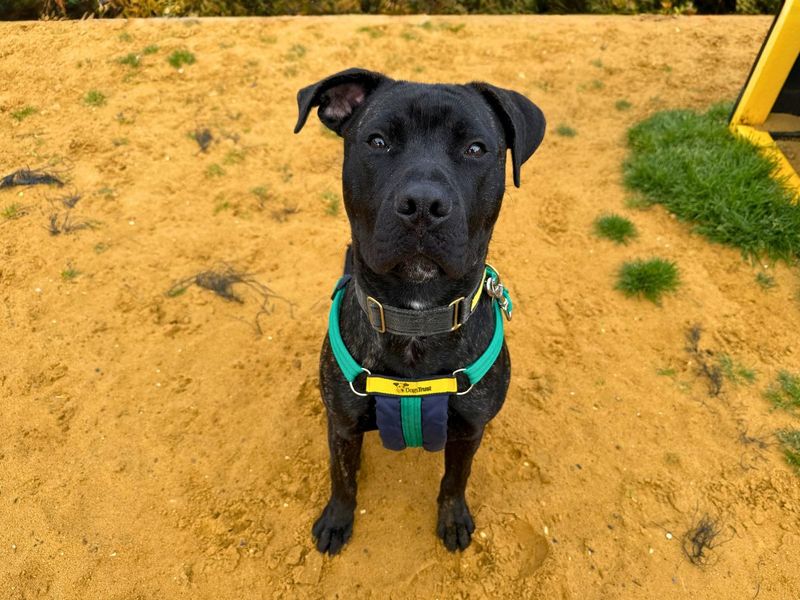 Goose | Dogo Canario Cross | Salisbury (Wiltshire) - 1