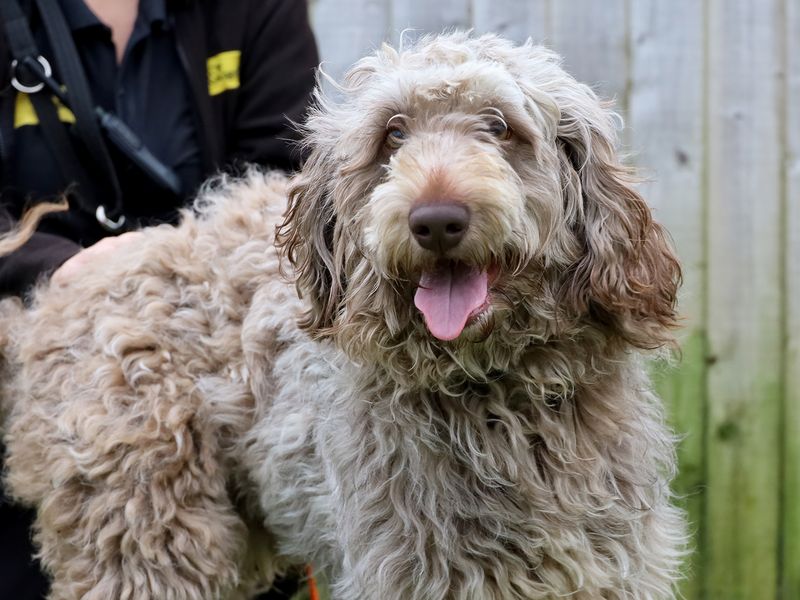Bear, a 2 years old male Labrador available for adoption from Dogs Trust in West Yorkshire