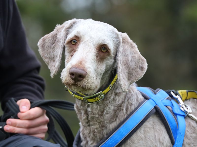 Bear | Retriever (Labrador) Cross | Leeds - 1