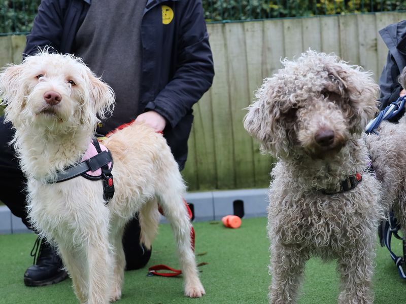 Sunny | Retriever (Labrador) Cross | Leeds - 1