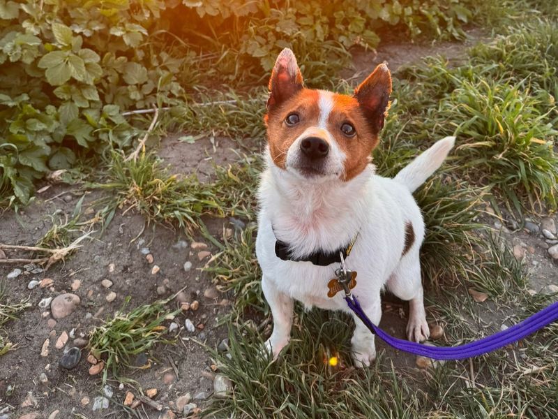 Champ - Image 3 of 6