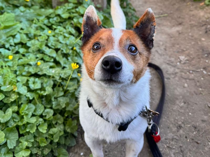 Champ - Image 4 of 6