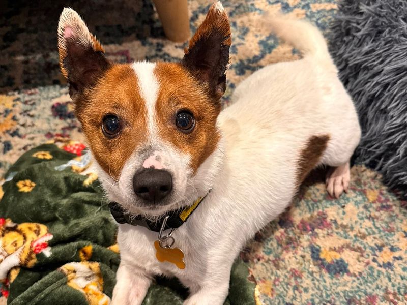 Champ - Image 2 of 6