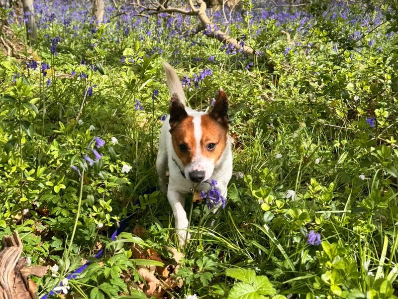 Jack Russell Terrier Dogs And Puppies For Adoption