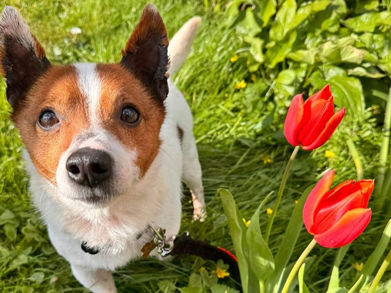 Champ - Image 6 of 6