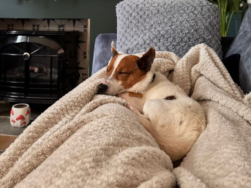 Champ - Image 5 of 6