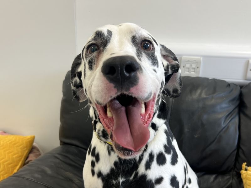Duke, a 4 years old male Dalmatian available for adoption from Dogs Trust in Northern Ireland