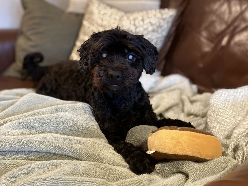 Rylee - Image 2 of 3