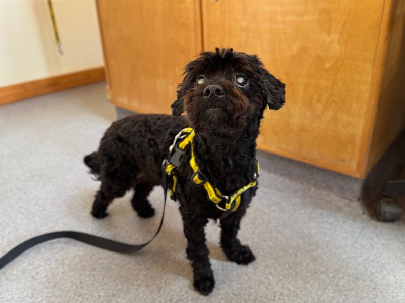 Poodle Dogs And Puppies For Adoption