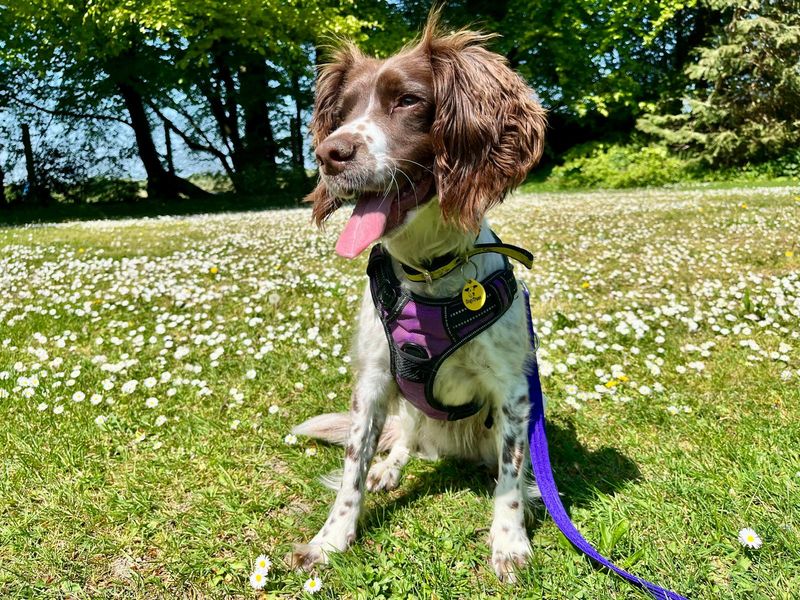 undefined | Spaniel (English Springer) | undefined - 1