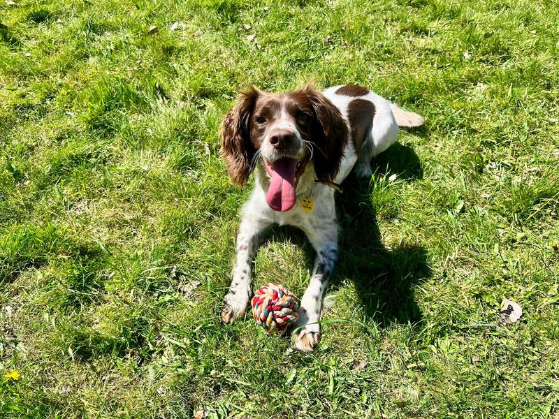 undefined | Spaniel (English Springer) | undefined - 3