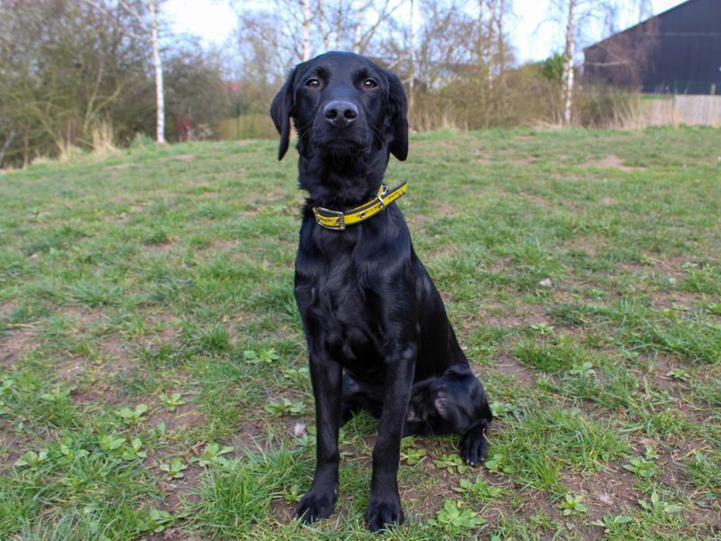 Poodle Dogs And Puppies For Adoption