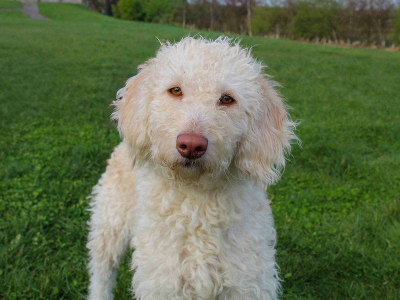 Jessie | Poodle (Standard) Cross | Darlington - 1