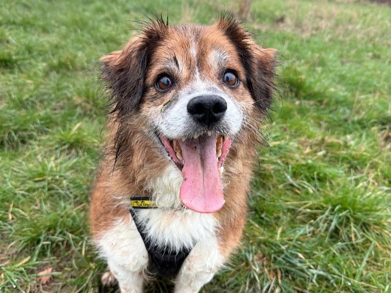 Rolo | Collie (Border) Cross | Shrewsbury (Shropshire) - 1