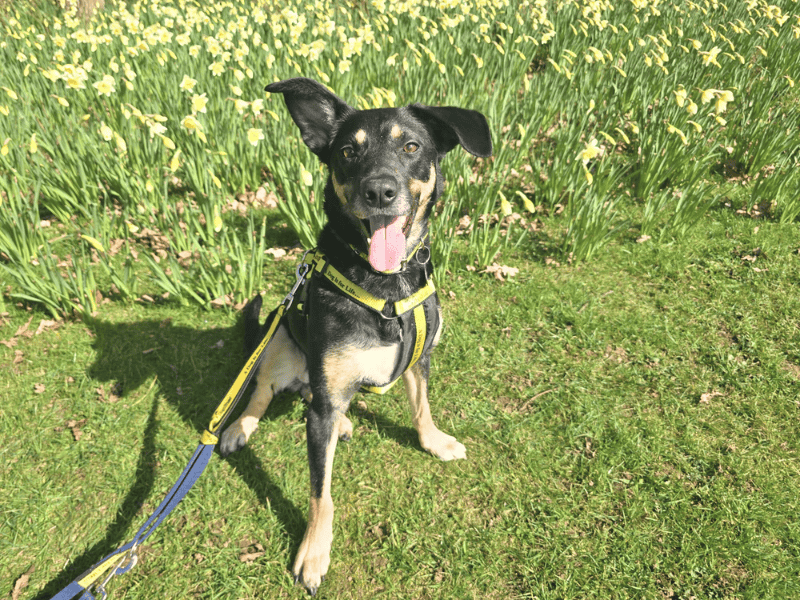 Skye, a 4 years old female Collie available for adoption from Dogs Trust in Dundee, Scotland