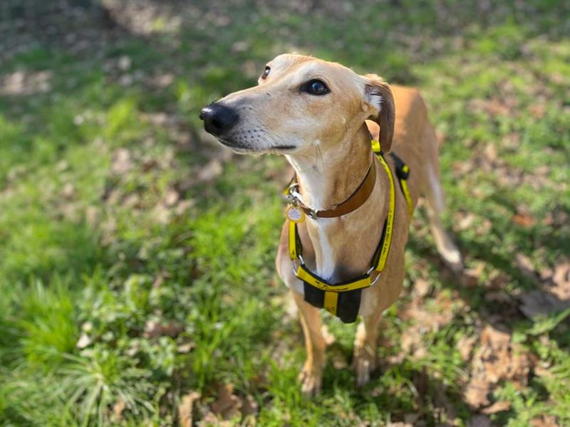 Roger, a 4 years old male Lurcher available for adoption from Dogs Trust in Basildon, Essex