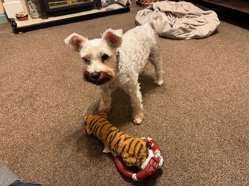 Lola | Schnauzer (Miniature) | Manchester - 1