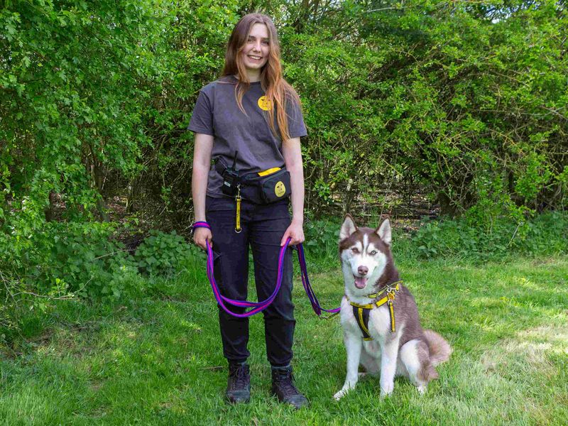 undefined | Siberian Husky | undefined - 5