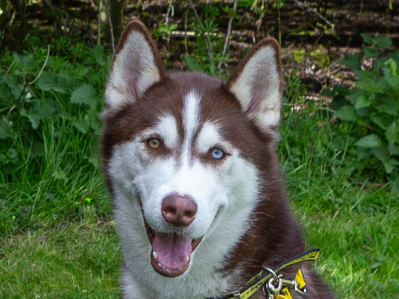 Siberian Husky Dogs And Puppies For Adoption