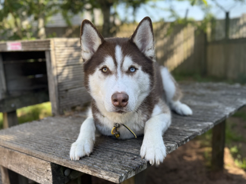 undefined | Siberian Husky | undefined - 1