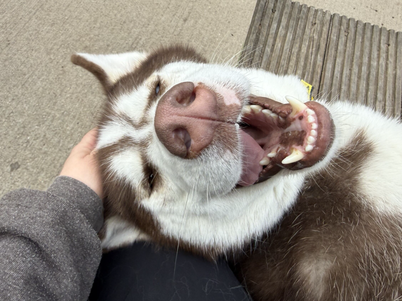 undefined | Siberian Husky | undefined - 2