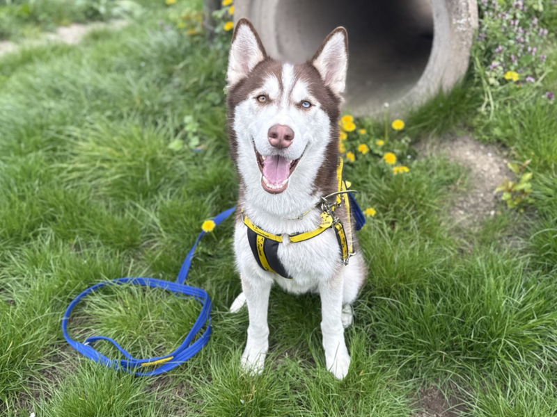 undefined | Siberian Husky | undefined - 4