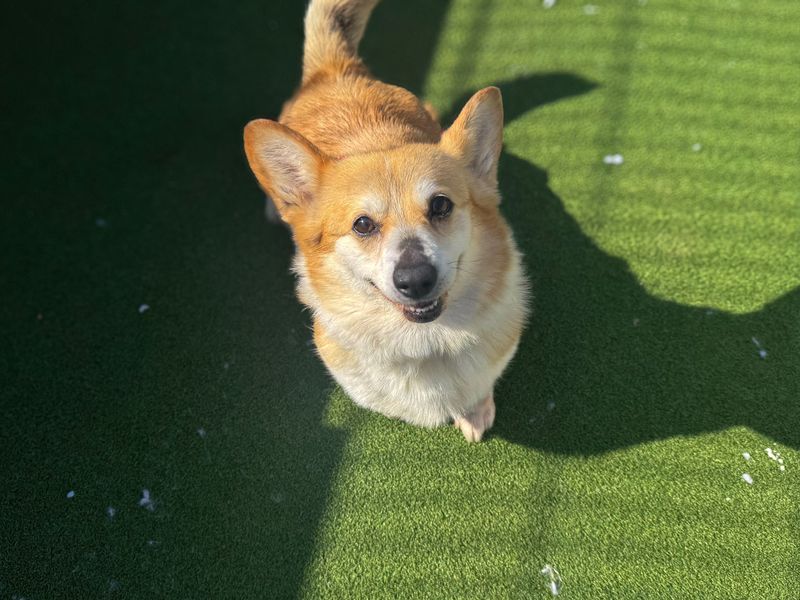 Corgi Dogs And Puppies For Adoption
