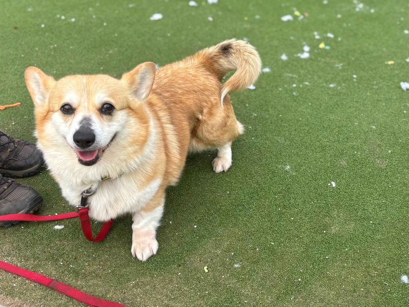 Quaver - Image 4 of 7