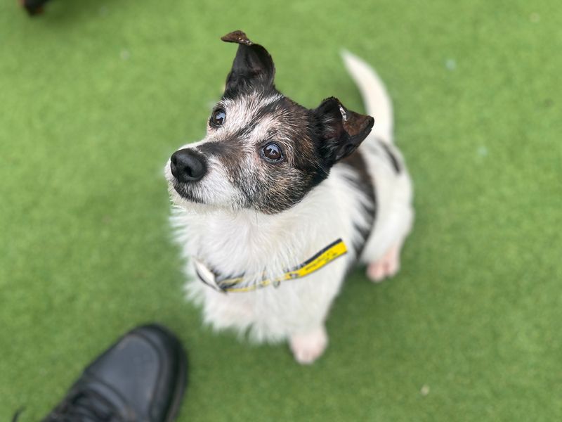 Frazzle - Image 2 of 2