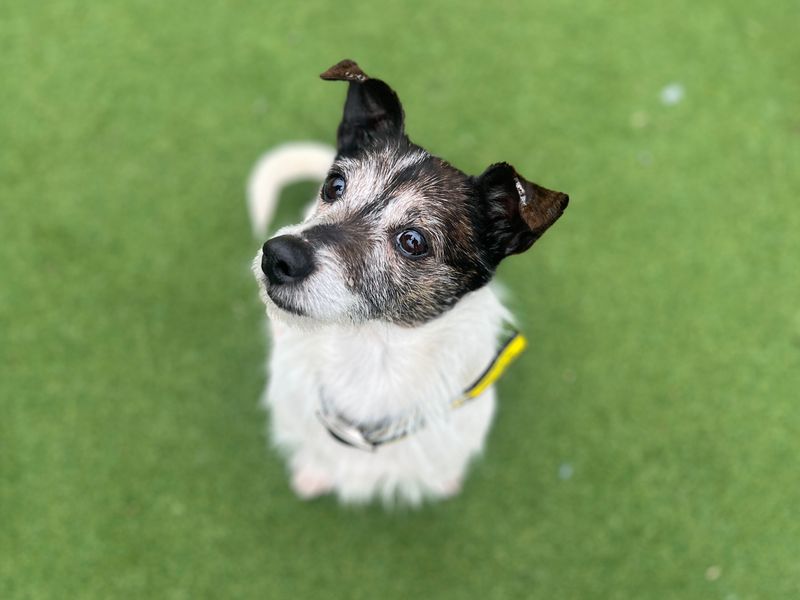 Frazzle, a 8 years old female Jack Russell Terrier available for adoption from Dogs Trust in Splott, Wales