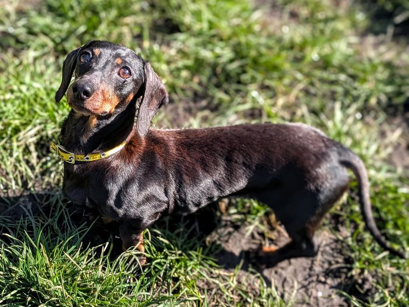 Pringle & Hula Hoop | Dachshund (Miniature Smooth Haired) | Cardiff - 1