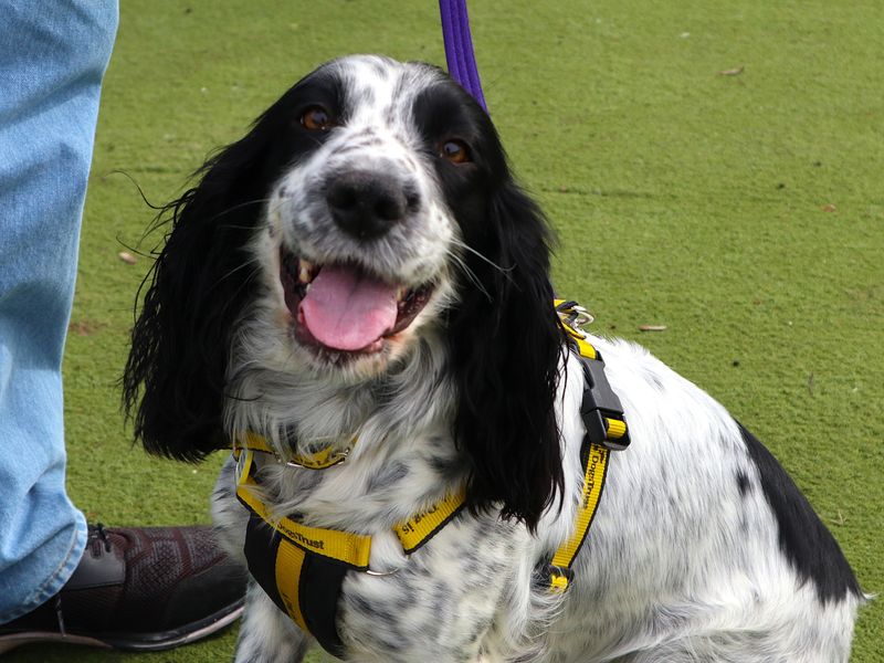 Jess | Spaniel (Cocker) | Harefield West London - 1