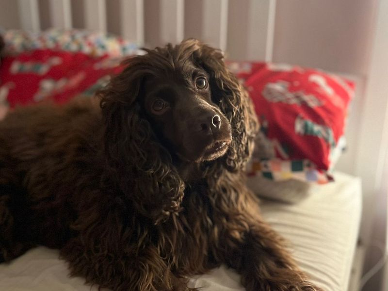 Finn, a 6 years old male Cocker Spaniel available for adoption from Dogs Trust in Bridgend, Wales