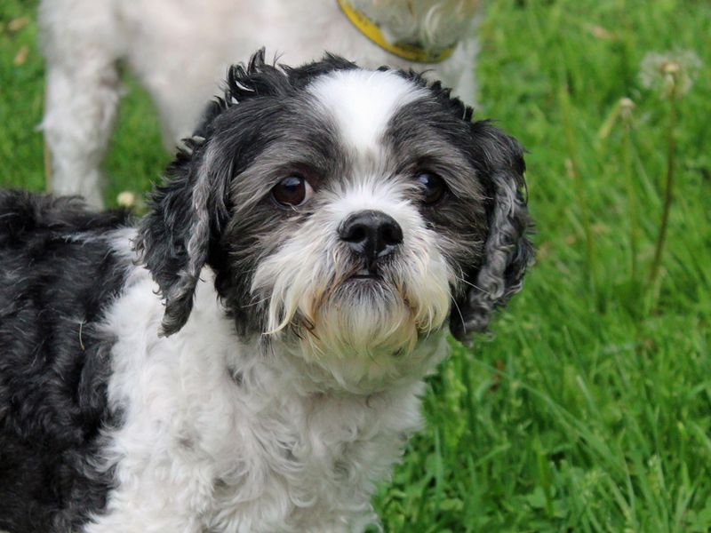 Tilly | Shih Tzu Cross | Merseyside (Liverpool) - 1