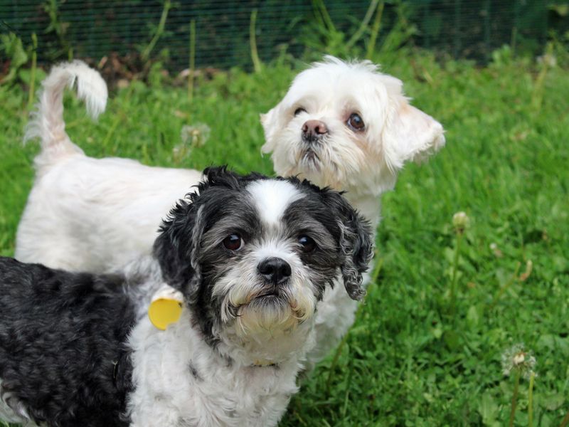 Shih Tzu Dogs And Puppies For Adoption