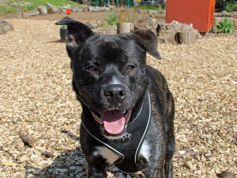 Staffordshire Bull Terrier Dogs And Puppies For Adoption