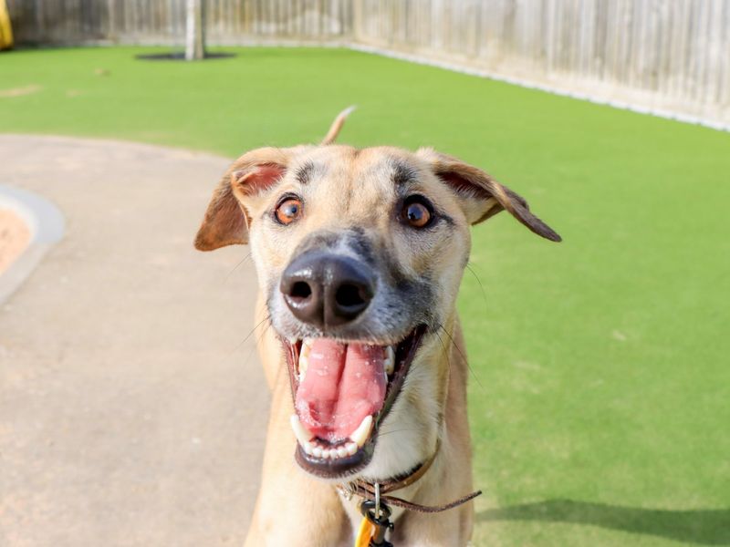 Sidney, a 2 years old male Lurcher available for adoption from Dogs Trust in Evesham, West Midlands
