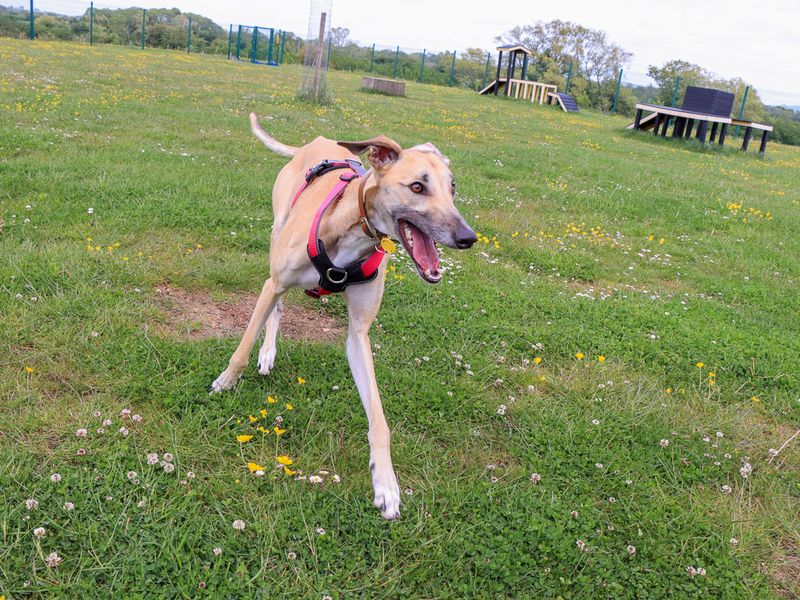 undefined | Lurcher | undefined - 9