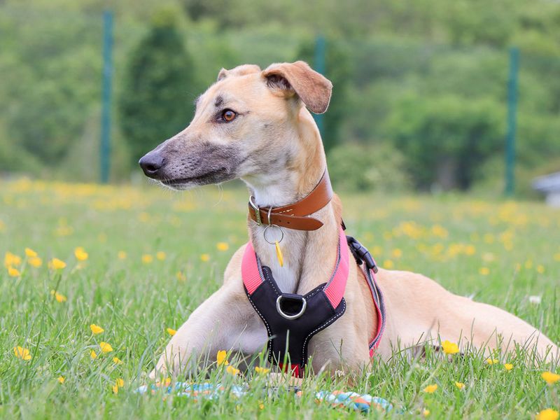 undefined | Lurcher | undefined - 1