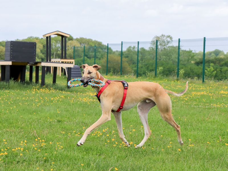 undefined | Lurcher | undefined - 2