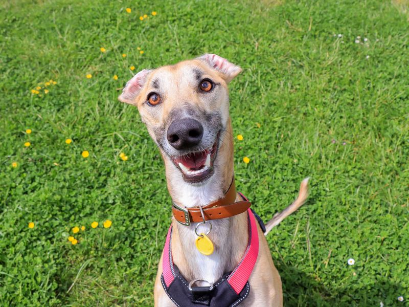 undefined | Lurcher | undefined - 4