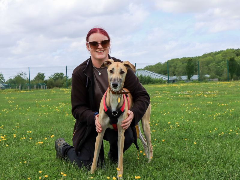 undefined | Lurcher | undefined - 10