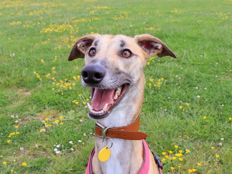 undefined | Lurcher | undefined - 7