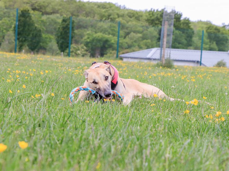 undefined | Lurcher | undefined - 6