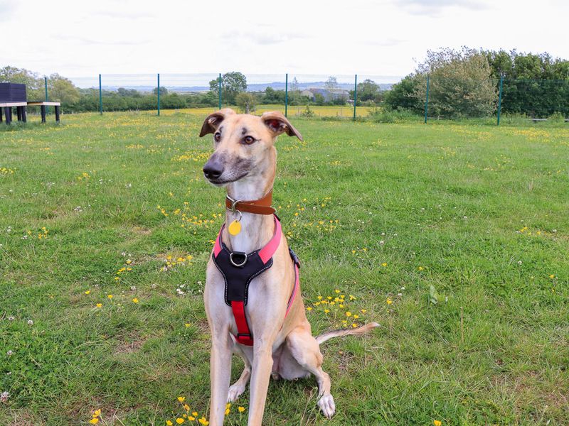 undefined | Lurcher | undefined - 11