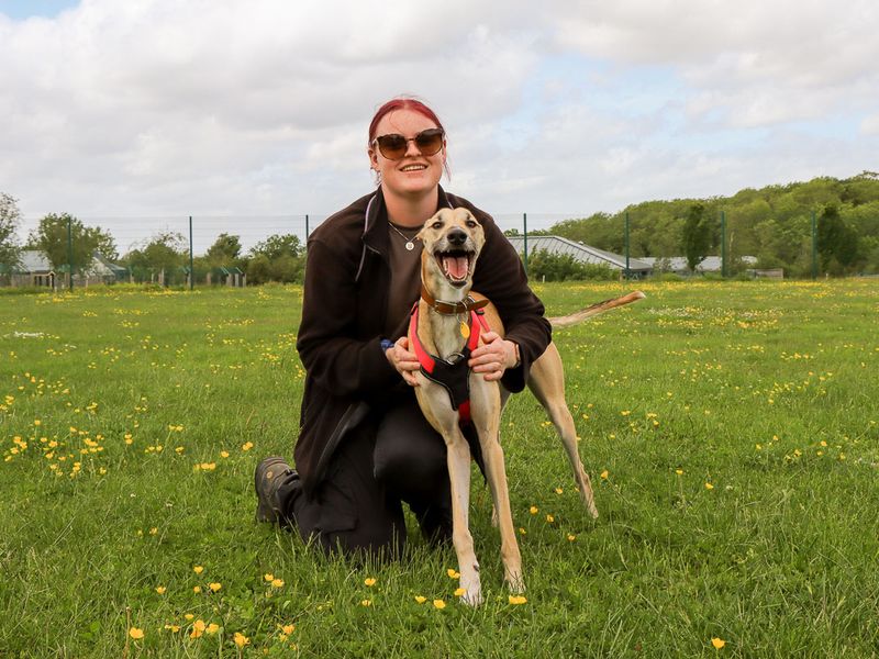 undefined | Lurcher | undefined - 3